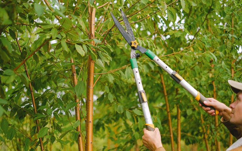 Tree trimming in Covesville, VA